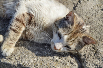 夏<strong>天猫</strong>热房子猫谎言太阳变暖眯着眼看太阳生活哺乳动物宠物房子