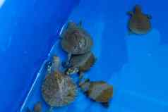 海龟蓝色的盆地海龟发布获救海龟