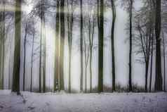 冬天山毛榉森林
