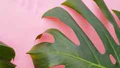 绿色热带棕榈叶子monstera粉红色的背景运动室内植物叶子视频