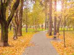 黄色的下降叶子树秋天公园阳光眩光