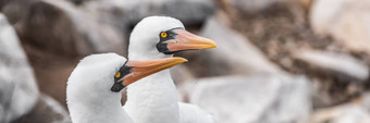 加拉帕戈斯群岛动物野生动物纳斯卡<strong>成绩</strong>最差的人全景横幅一对纳斯卡鲣鸟嵌套鸟本地的加拉帕戈斯群岛岛屿厄瓜多尔南美国