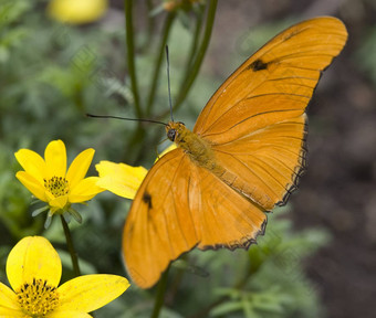 明亮的橙色茱莉亚蝴蝶黄色的花