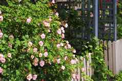 花园栅栏玫瑰