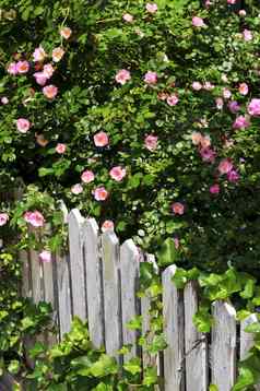 花园栅栏玫瑰