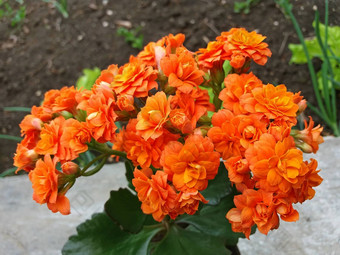 长寿Blossfeldiana橙色花美丽的