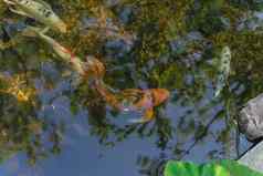 混合颜色美丽的锦 鲤鱼游泳清晰的池塘植物花园达拉斯德州美国