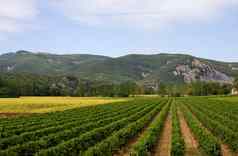 景观葡萄园向日葵法国