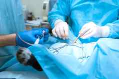 外科医生兽医运营狗操作房间助理医疗团队执行灭菌操作戴着手套手持有外科手术仪器关闭有色蓝色的