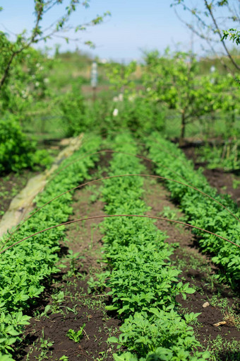 花园土豆种植行农业概念