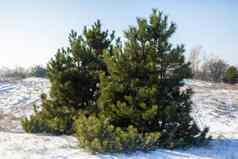 冬天松柏科的森林绿色圣诞节树清算散落雪