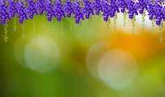紫罗兰色的颜色Durantaerecta马鞭草科