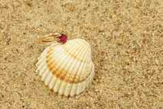环海贝壳
