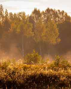 多雾的日出秋天场草树清晰的