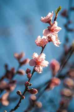春天桃子树开花