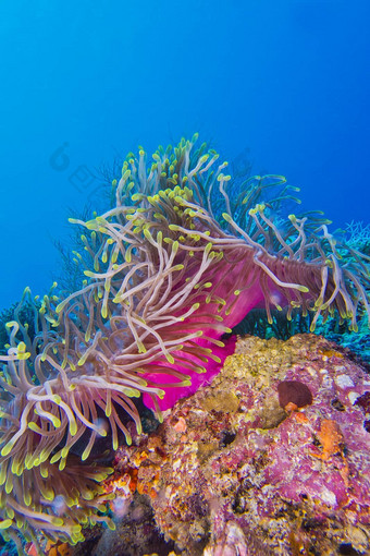 华丽的海海葵北阿里环礁马尔代夫