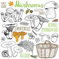 蘑菇草图涂鸦手画集类型可食用的可食用的蘑菇向量图标白色背景