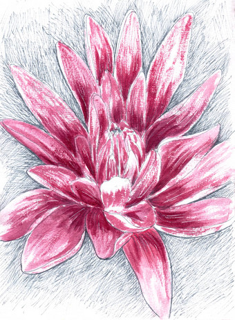 粉红色的莉莉<strong>花画</strong>手绘插图莲花