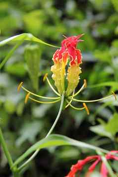红色的兰花背景树叶子特写镜头热带植物