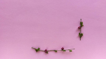 简约框架分支机构叶子浆果光粉红色的颜色背景柔和的纹理简单的平躺复制空间花概念股票照片