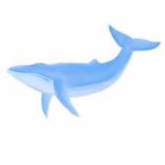 孤立的数字插图座头鲸蓝色的鲸鱼白色背景股票图像股票图像