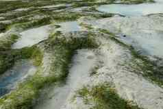 海草海岸线海低潮日落龙目岛印尼孤独的海滩白色沙子海藻