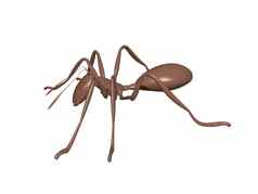 棕色（的）蚂蚁复合眼睛爬