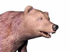 大棕色（的）熊锋利的牙齿