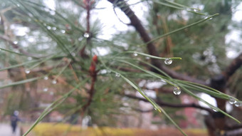 雪树分支机构冬<strong>天降</strong>雪