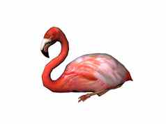 粉红色的火烈鸟长脖子