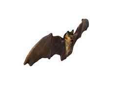 蝙蝠翅膀传播苍蝇