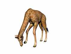 发现了长颈鹿长脖子草原非洲