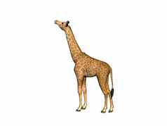 发现了长颈鹿长脖子草原非洲