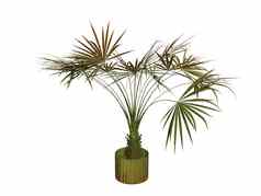 棕榈植物花盆