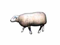 羊羊毛运行草地