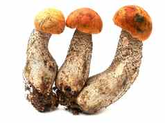 红色的蘑菇蘑菇orange-cap牛肝菌属孤立的白色背景