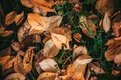 下降黄色的秋天水果叶子说谎地面草特写镜头背景细节金秋天色彩斑斓的季节改变概念自然场景场景