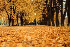秋天阳光明媚的景观路秋天公园树下降秋天叶子地面公园阳光明媚的10月一天模板设计复制空间