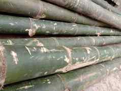 绿色彩色的竹子减少豌豆股票