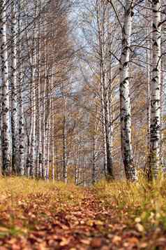 桦木格罗夫金阳光清晰的一天路径树