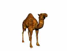 单峰骆驼头提高了沙漠