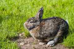 灰色的兔子兔子毛坐着绿色草
