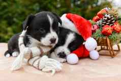 威尔士威尔士矮脚狗彭布罗克小狗狗圣诞老人他