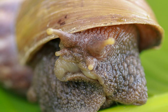 关闭蜗牛热带雨林东南亚洲前面视图阿查蒂纳Fulica大成人蜗牛爬香蕉叶热带热带雨林