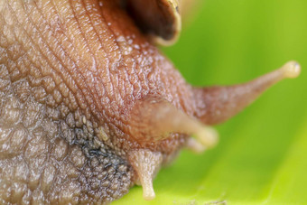 关闭蜗牛热带雨林东南亚洲前面视图阿查蒂纳Fulica大成人蜗牛爬香蕉叶热带热带雨林