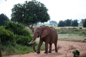 大红色的大象走路