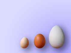 鸡蛋大小颜色紫罗兰色的背景高质量照片鸡鹌鹑鸵鸟鸡蛋彩色的鸡蛋复活节
