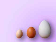 鸡蛋大小颜色紫色的背景高质量照片鸡鹌鹑鸵鸟鸡蛋彩色的鸡蛋复活节