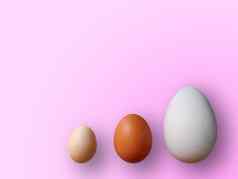鸡蛋大小颜色粉红色的背景高质量照片鸡鹌鹑鸵鸟鸡蛋彩色的鸡蛋复活节