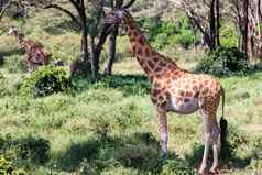 长颈鹿金合欢树萨凡纳肯尼亚